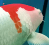 Identifying Possible Problems When Koi Show Abnormal Behavior