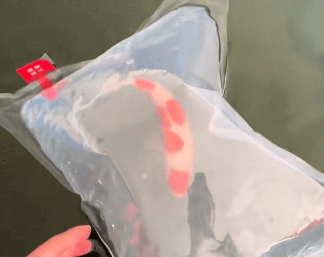 What Are the Biggest Risks After Keeping Koi Stable for Over a Year?