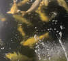 What is the Most Effective Method to Adjust Pond pH?