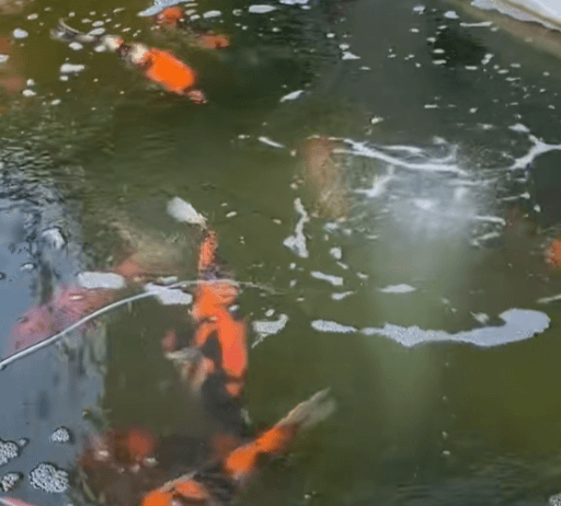 How Should Air Discs (Air Stones) Be Placed in a Koi Pond?
