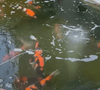 How Should Air Discs (Air Stones) Be Placed in a Koi Pond?