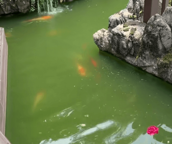 Why Do Algal Blooms Cause a Nighttime Oxygen Crisis?