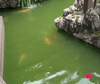Why Do Algal Blooms Cause a Nighttime Oxygen Crisis?