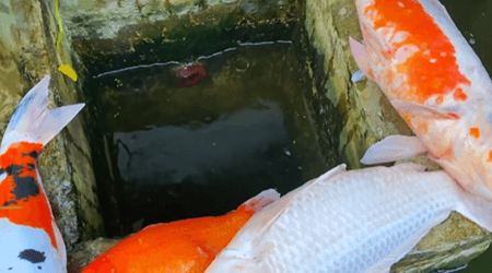 Why Should Feeding Be Stopped Immediately When Ammonia Levels Are Elevated?