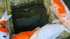 Why Should Feeding Be Stopped Immediately When Ammonia Levels Are Elevated?