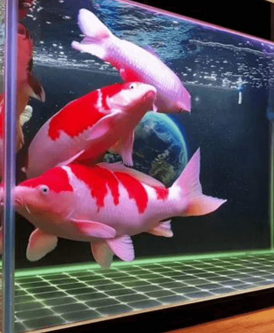 Keeping Koi in Aquariums