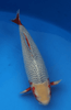 What is Asagi Koi?