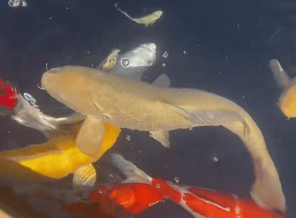Possible Causes of Body Curvature in Koi Carp