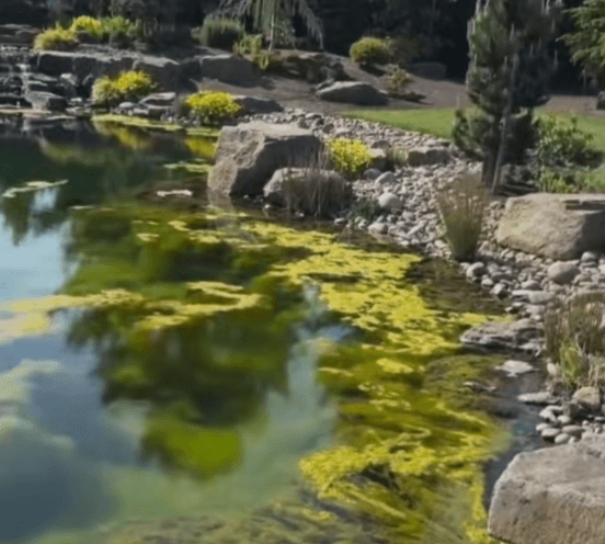 Should Green Algae or Brown Algae in Koi Ponds Be Treated?