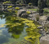 Should Green Algae or Brown Algae in Koi Ponds Be Treated?