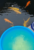 What Special Precautions Should Be Taken When Treating Gill Rot?