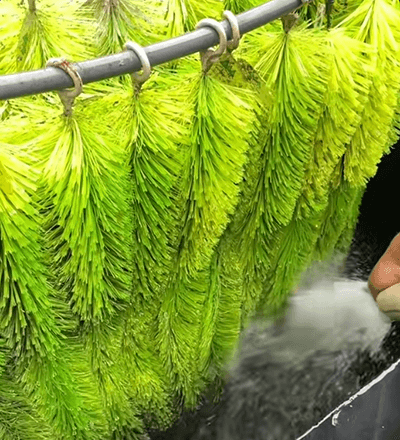 When Is the Best Time to Clean the Filtration System for Outdoor Koi Ponds?