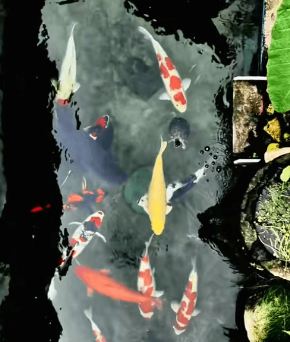 How Can Koi Get Sick in a Pond with Clear Water?