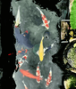 How Can Koi Get Sick in a Pond with Clear Water?