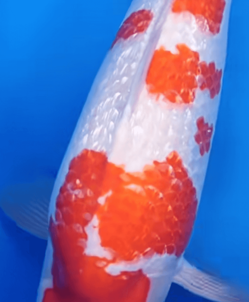 What Causes Color Fading (Loss of Red Pigmentation) in Koi?