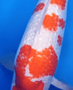 What Causes Color Fading (Loss of Red Pigmentation) in Koi?