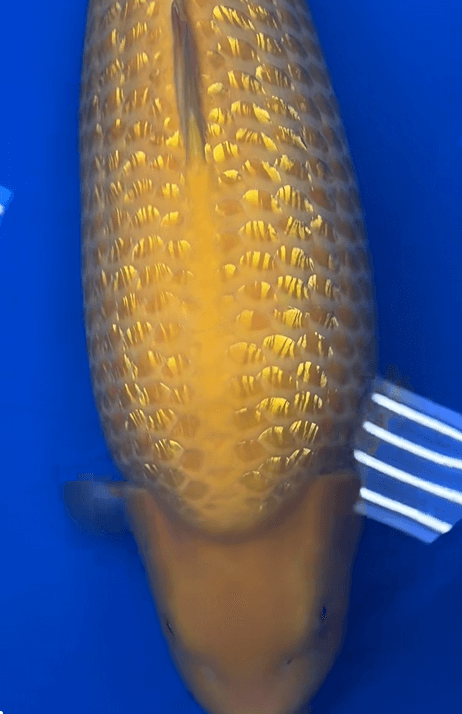 Koi Carp Quality Grading System