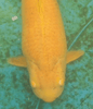 What is "Diving Disease" in Koi?