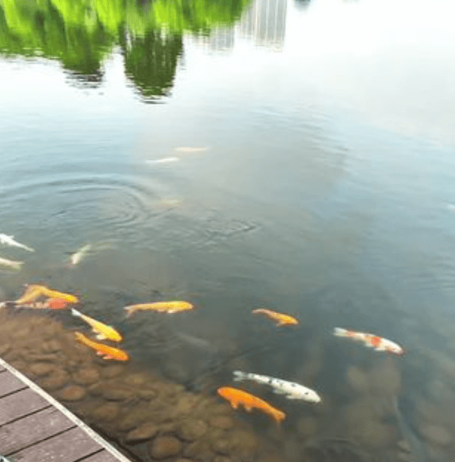 Reasons for Early‑Morning Gasping in Koi in Earthen Ponds