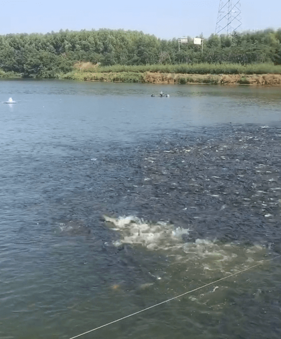 Koi Keeping Containers