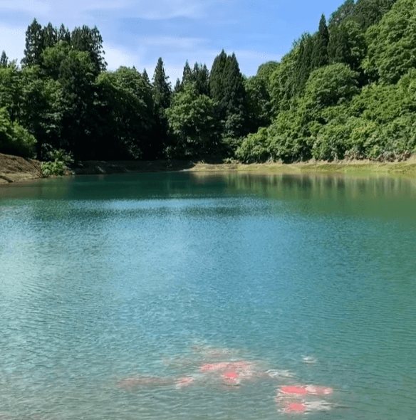 Which Is Better for Raising Koi: Earthen Ponds or Cement Recirculating Ponds?