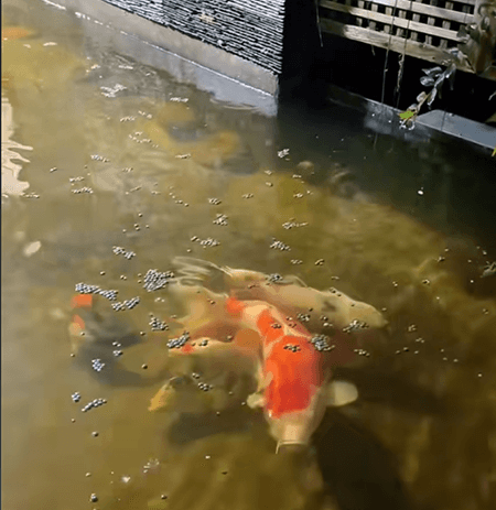 Can Pond-Raised Koi Be Fed at Night During Hot Summer Months?