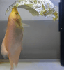 When Is the Best Time to Feed Cabbage to Koi?