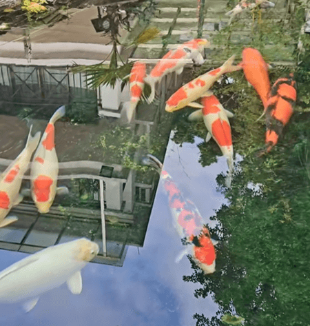 Why Must Vitamin C Be Added to Koi Feed?