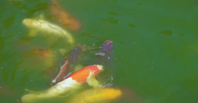 Plant-Based Feed for Koi Carp