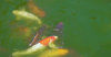 Plant-Based Feed for Koi Carp