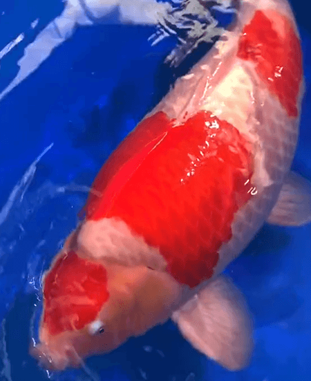 At What Age Should Koi Begin to "Fill Out" (Bulk Up)?