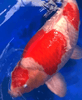 At What Age Should Koi Begin to "Fill Out" (Bulk Up)?