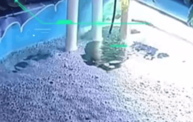 What Could Be the Causes of Foam Buildup in a Koi Pond?