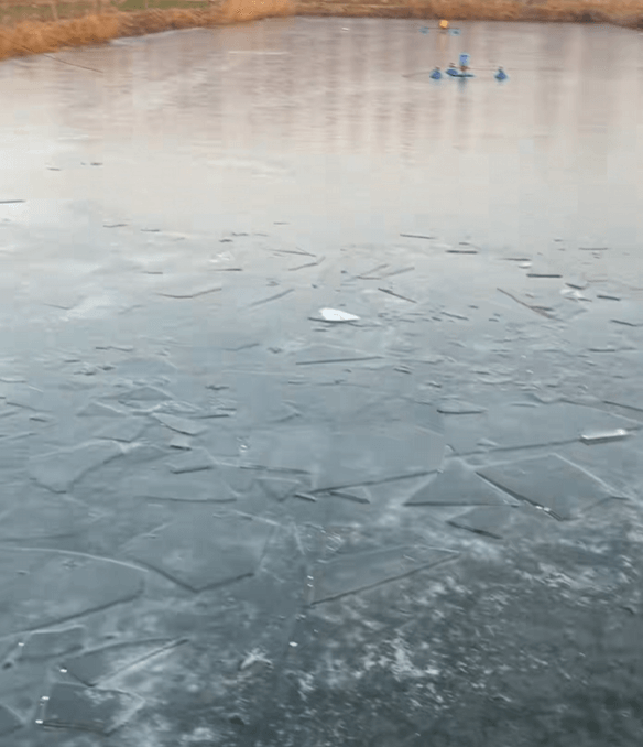 Can Koi Overwinter in a Frozen Earthen Pond?