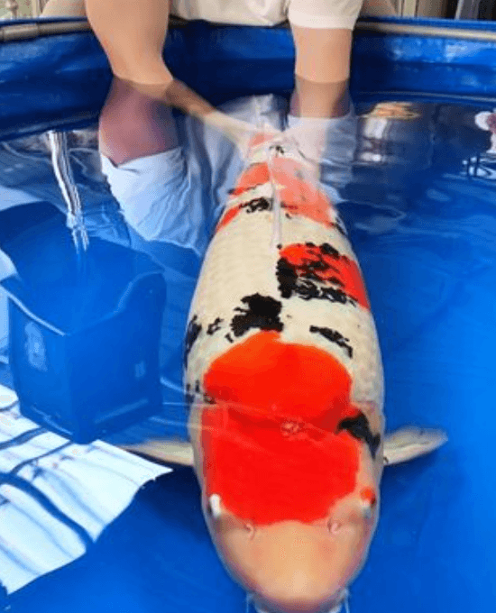 How big can koi fish get?