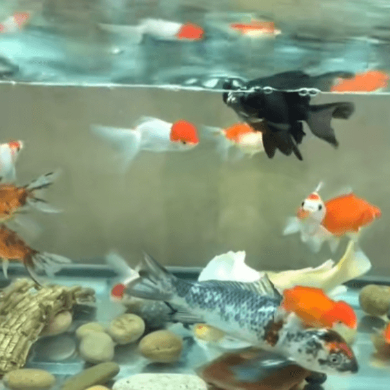 Why Does Keeping Goldfish with Koi Stimulate Their Appetite?