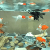 Why Does Keeping Goldfish with Koi Stimulate Their Appetite?