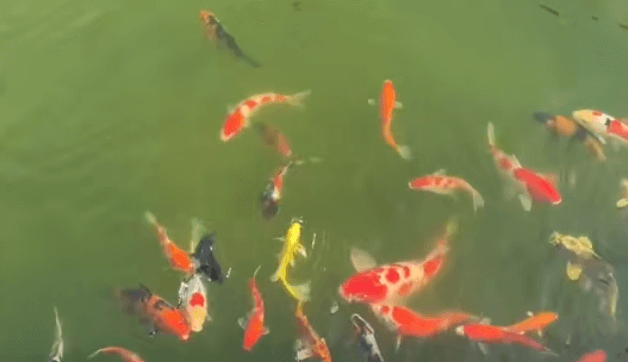 Why Is Raising Fish in Green Water Considered a Double-Edged Sword?