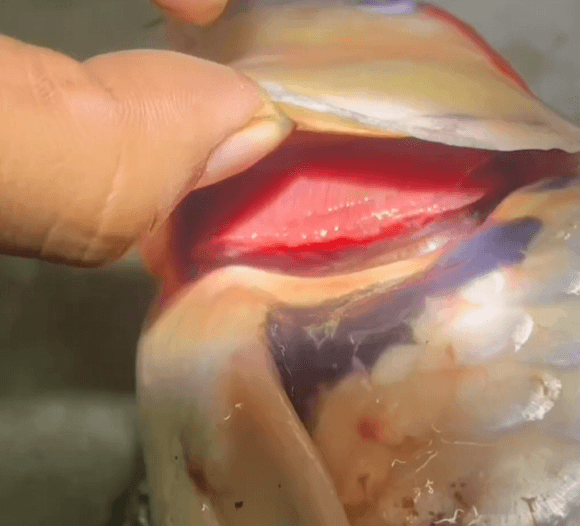 Common Koi Disease Treatment – Gyrodactyliasis (Three-Generation Worm Disease)