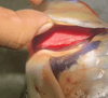 Common Koi Disease Treatment – Gyrodactyliasis (Three-Generation Worm Disease)
