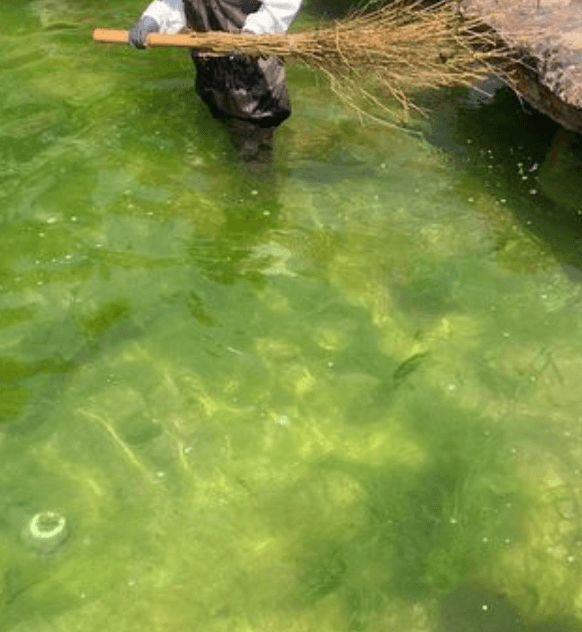 Dealing with Excessive Hair Algae in Koi Ponds During Early Spring and Late Autumn