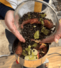 Evaluation and Practical Guide for Handmade Koi Feed
