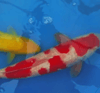 Common Koi Disease Treatment — Hemorrhagic Disease