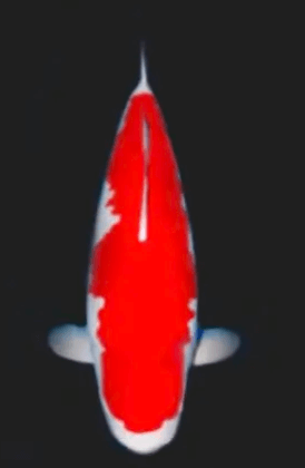 What is Kohaku Koi?