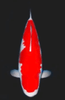 What is Kohaku Koi?