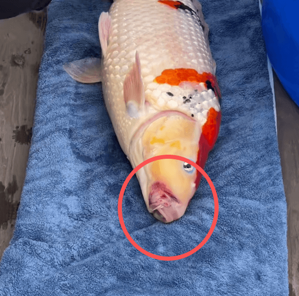 Key Considerations for Raising Gin Rin Koi