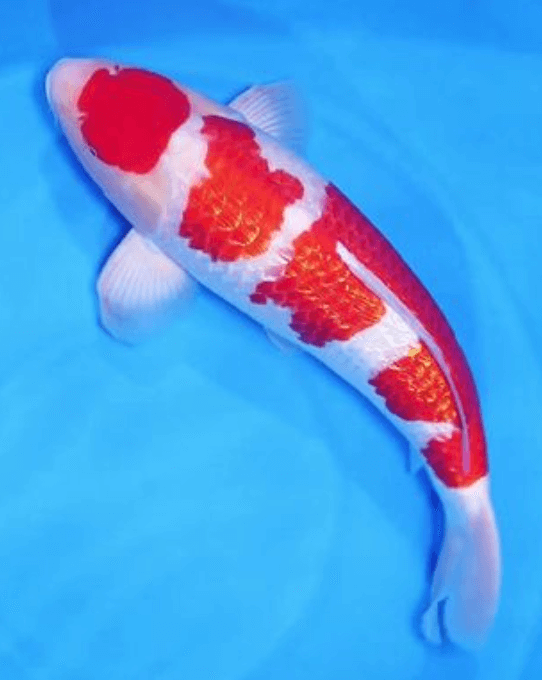 What is Kin Gin Rin Koi?