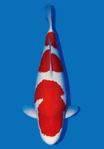 Types of Koi Fish