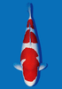Types of Koi Fish