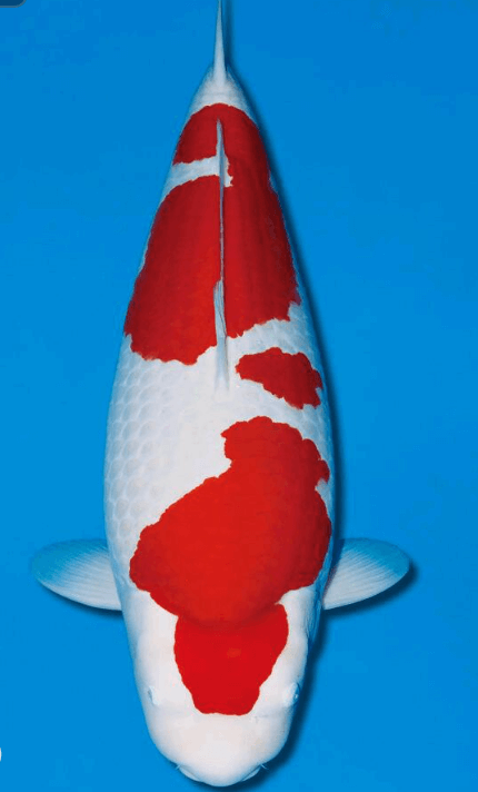 What is Koi Fish?